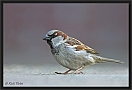 huismus DSC_0151